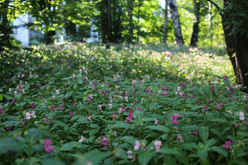 Jättipalsameja niityllä.