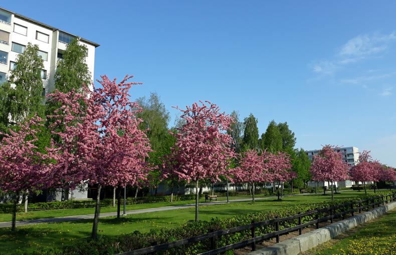 Purppuranpunaiset koristeomenapuut kukkivat puistossa.