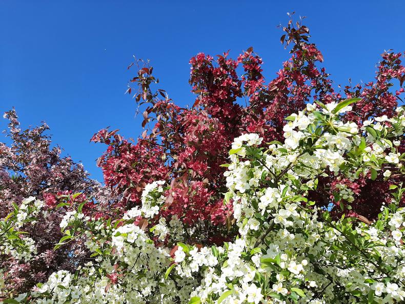 Marjaomenapensaat kukkivat runsaasti Laamanninpuistossa.