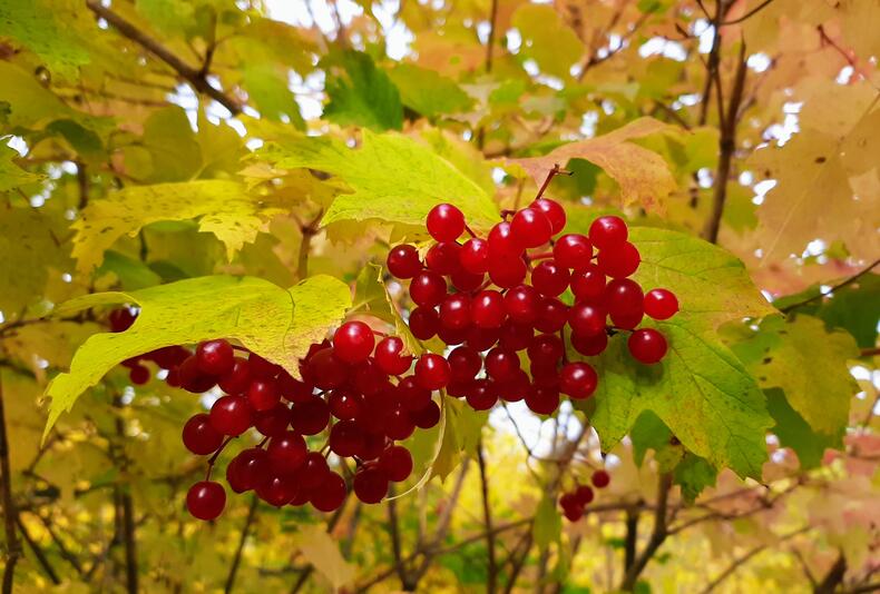 Punaiset koiranheiden marjat syksyn lehtien lomassa.