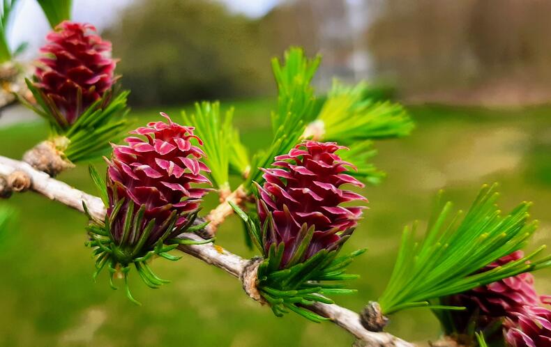 Lehtikuusen oksalla nuoria käpyjä ja vaaleanvihreät uudet neulaset.