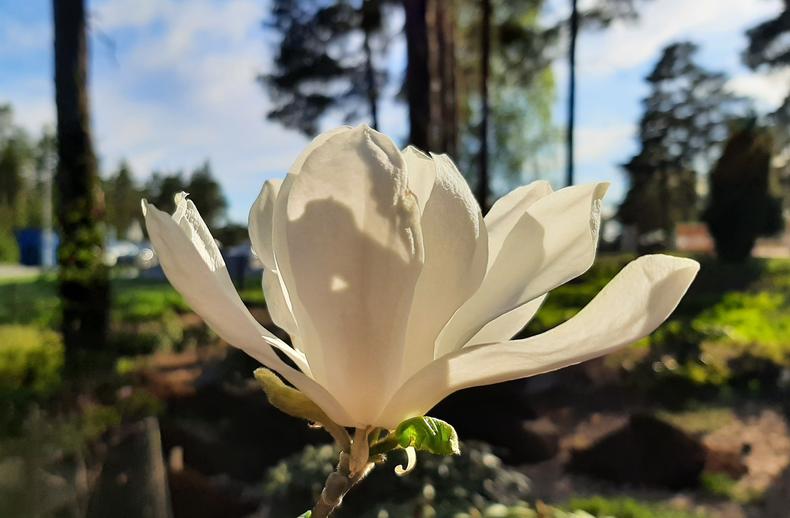 Valkoinen magnolian kukka.
