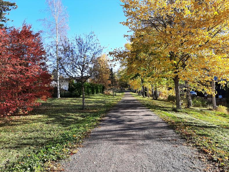 Puut ovat ruskan väreissä puistokäytävän molemmin puolin.