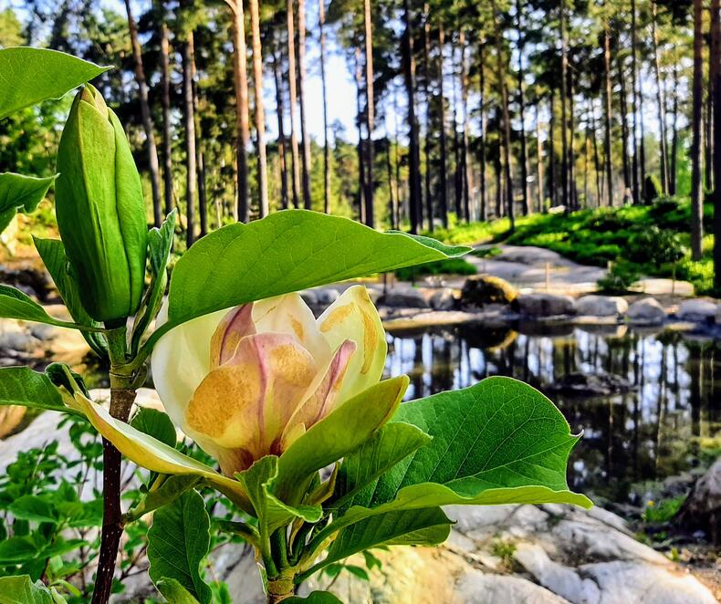 Magnolia Alppiruusupuiston lammikolla.