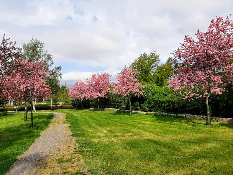 Purppuraomenapuut kukkivat puistossa.
