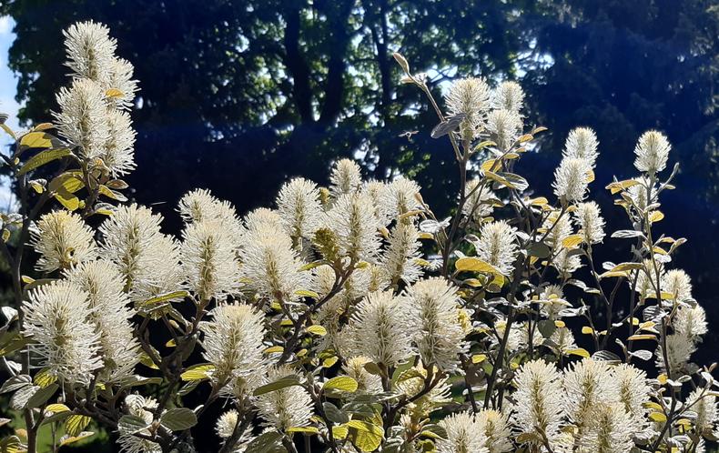 Höyhenpensaan pulloharjamaisia kukkia.