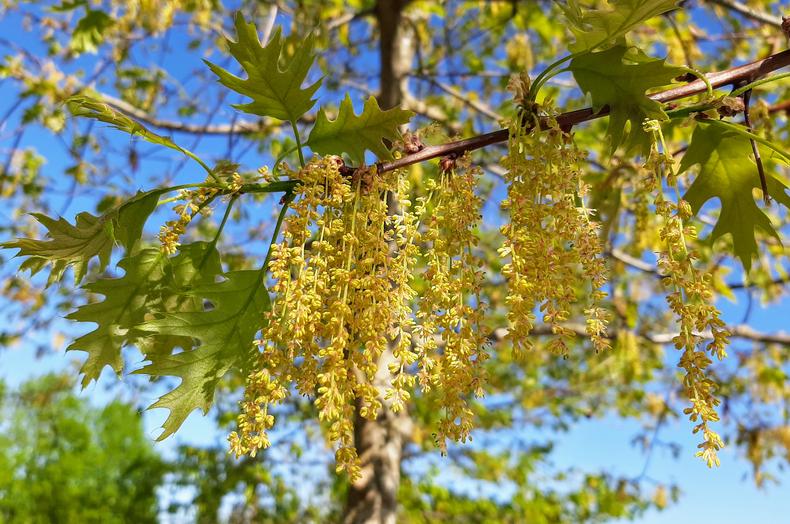 Punatammen oksassa on todella paljon keltaisia kukkanorkkoja.