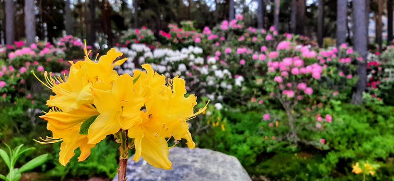 Etualalla keltainen atsalea, taustalla alppiruusuja.