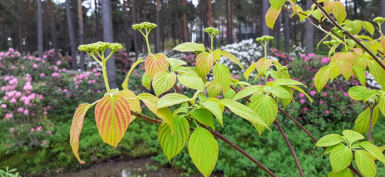Lännenpagodikanukan oksassa on jo hieman ruskaa.