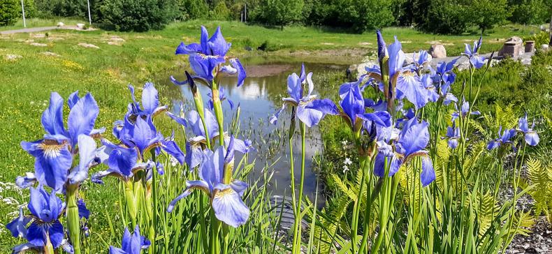 Sinisiä siperiankurjenmiekkoja etualalla, taustalla hulevesilammikko.