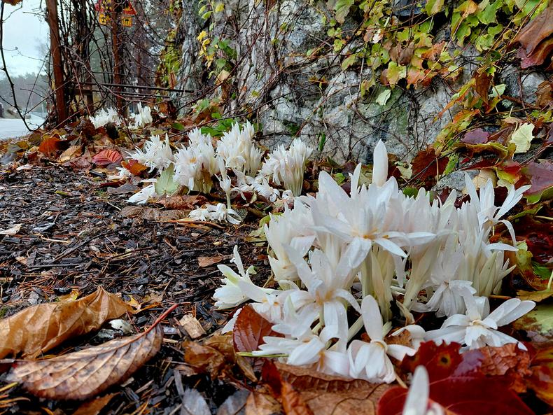 Valkoisia syysmyrkkyliljoja kallion edustalla.