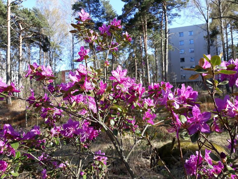 Dahurianalppiruusu metsässä, taustalla kerrostalo.