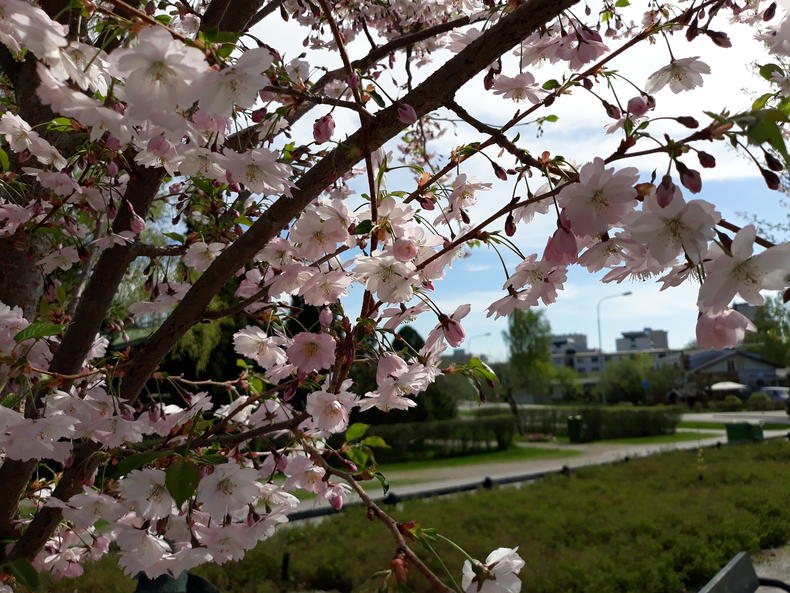 Kukkivan kirsikan lomasta näkyy puistoaluetta.
