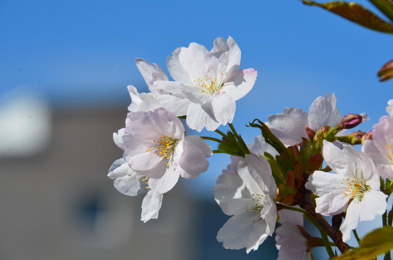 Japaninkirsikka Amanogava kukkii.