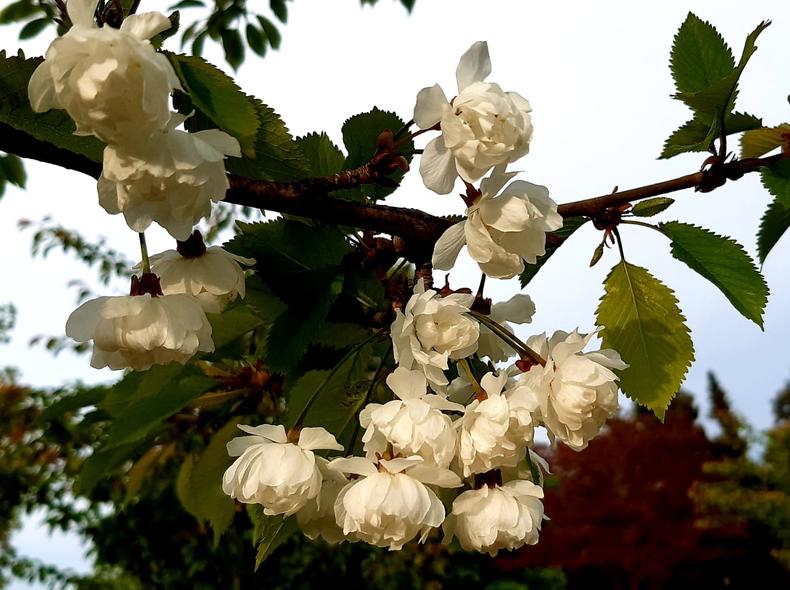 Linnunkirsikassa on kauniit valkoiset, kerrotut kukat.