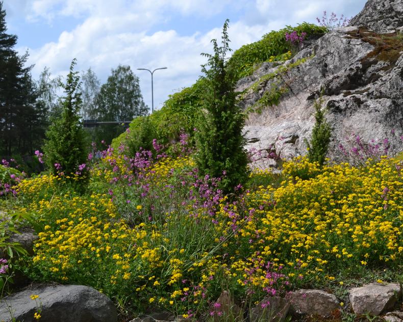 Hautausmaan kalliolle on istutettu luonnonkasveja.