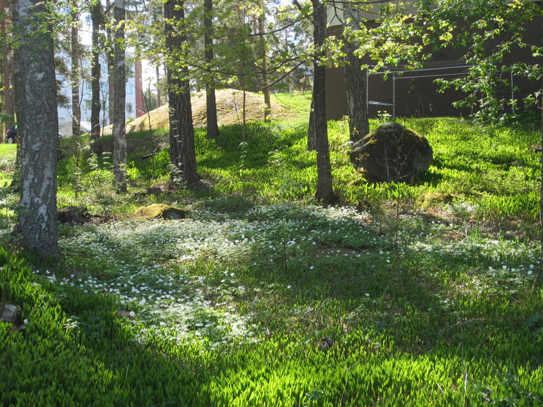 Valkovuokot kukkivat keväisessä metsässä.
