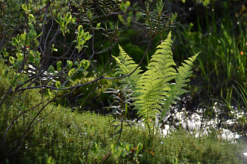 Kotkansiipisaniainen kosteikossa.