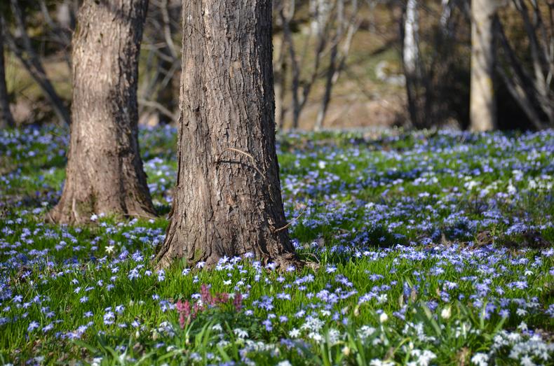 Puiden alla kasvaa sinistä idänsinililjaa.