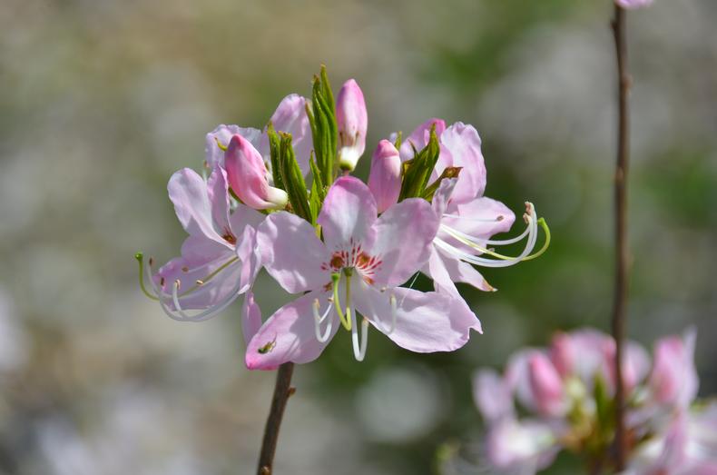 Atsalean kukka, jossa on valkoista ja vaaleanpunaista väriä.