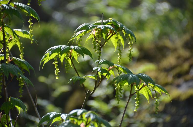 Pensylvanianvaahteran oksa, metsää taustalla.