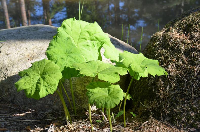 Suurilehtinen kilpiangervo suuren kiven vieressä.