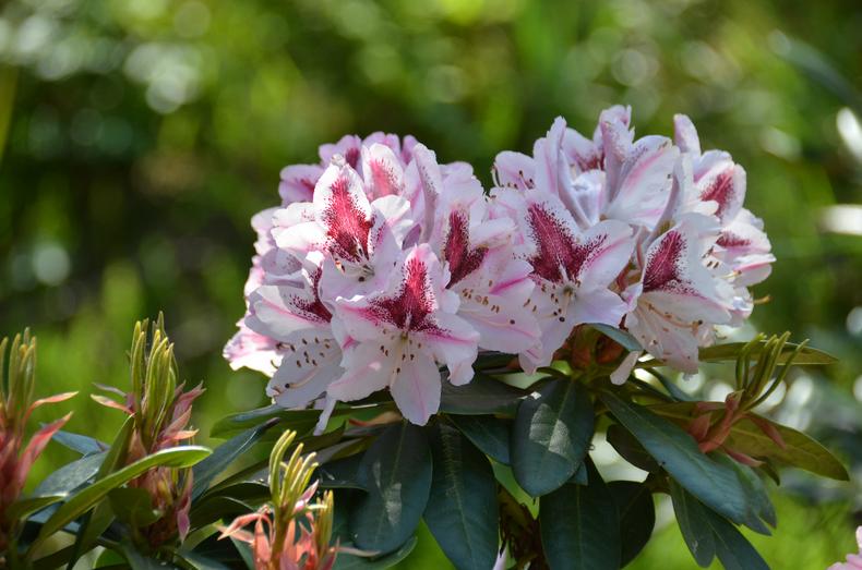 Valkoisessa alppiruusussa voimakkaat punaiset täplät.
