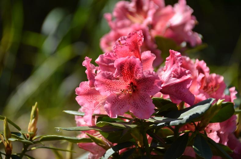 Punasävyinen alppiruusu jossa on pilkkuja.