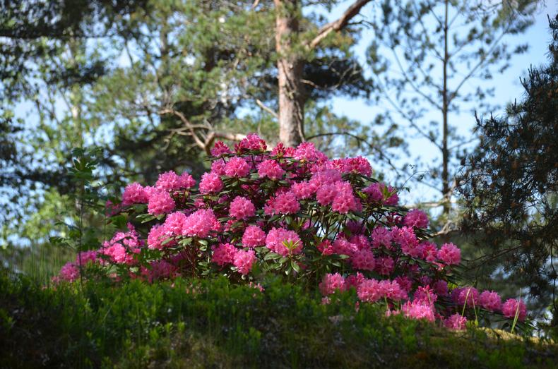 Vaaleanpunainen alppiruusupensas männikössä.