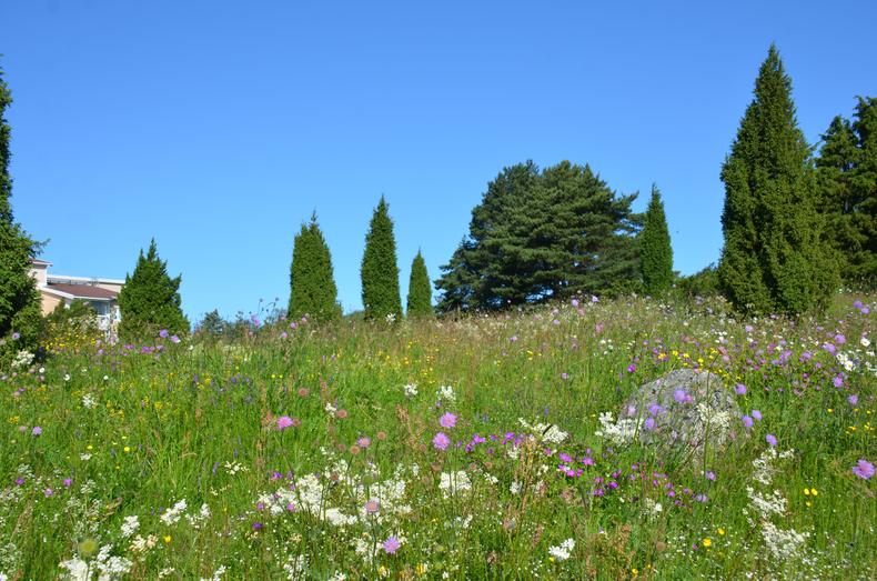 Kukkiva keto jonka taustalla eri muotoisia katajia.