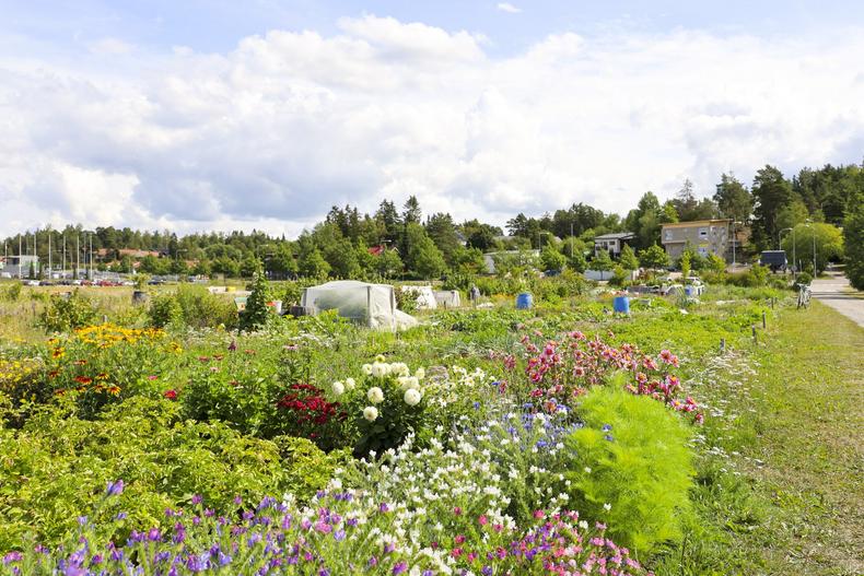 Kasvimaapalstoilla on monenlaisia kasveja.