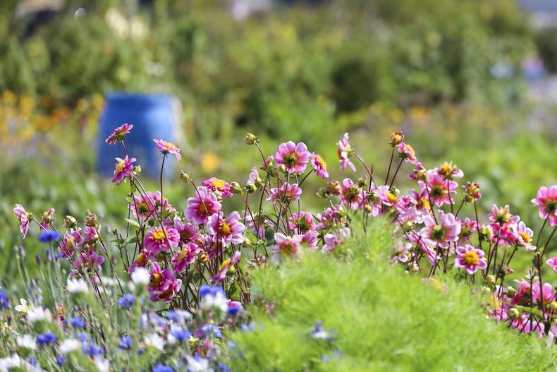 Kauniita kesäkukkia etualalla, taustalla sininen tynnyri.