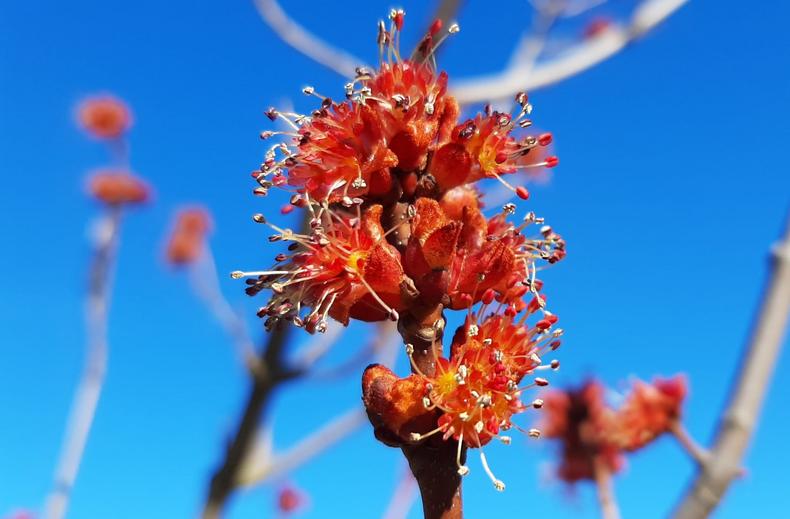 Voimakkaan punainen punavaahteran kukinto sinistä taivasta vasten.