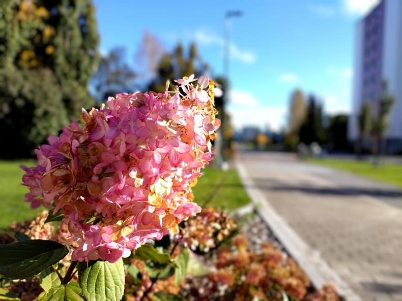 Vaaleanpunainen hortensiankukka kävelytien varrella.