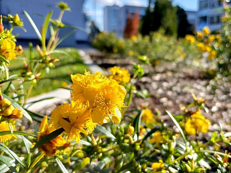 Kalminpenaskuisman keltaisia kukkia kasvuston keskellä.