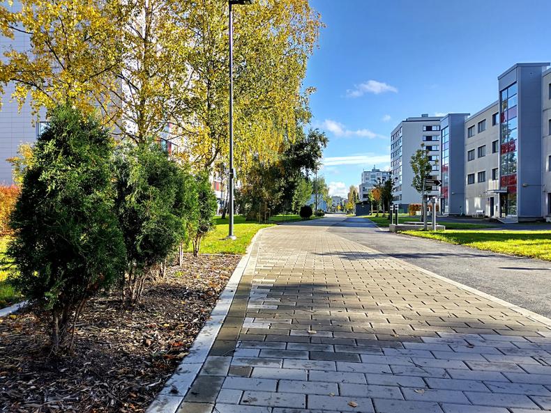Varppeenkatu, vasemmalla tuijia ja koivuja, oikealla kerrostaloja.