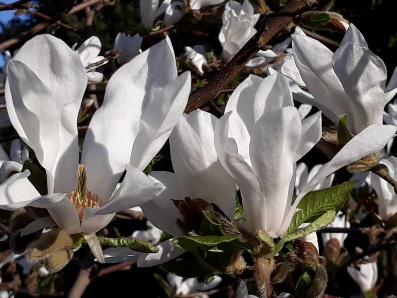 Japaninmagnolian valkoisia kukkia.