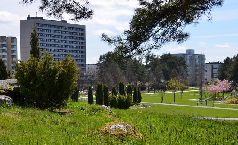 Etualalla keto katajavaltainen keto, taustalla kerrostaloja.