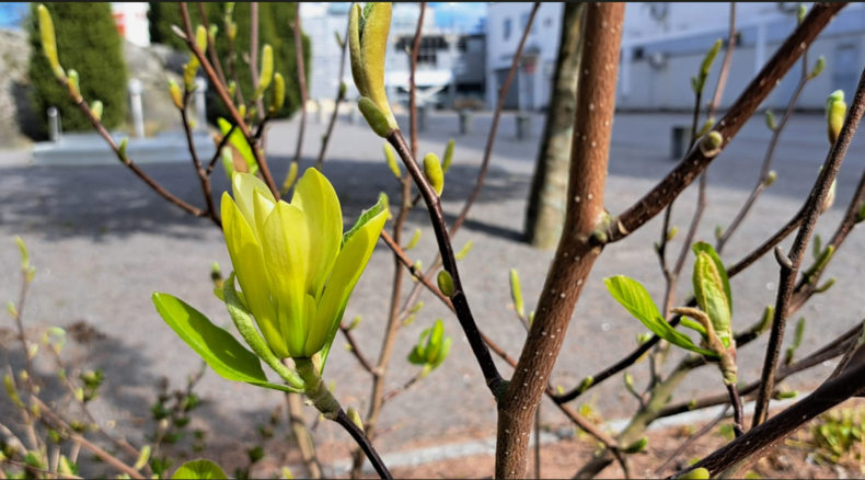 Magnolia Daphnella on keltaiset kukat. 