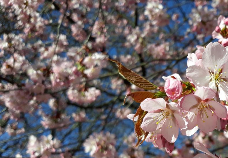 Rusokirsikan kukkia paljon kirsikan oksissa.
