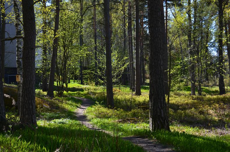Koivut ovat hiirenkorvalla keväisessä metsässä.