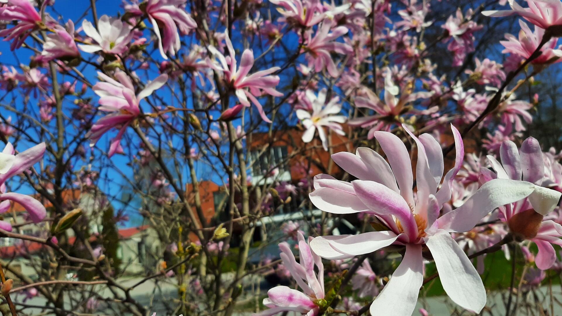 Vaaleanpunaisia magnoliankukkia.