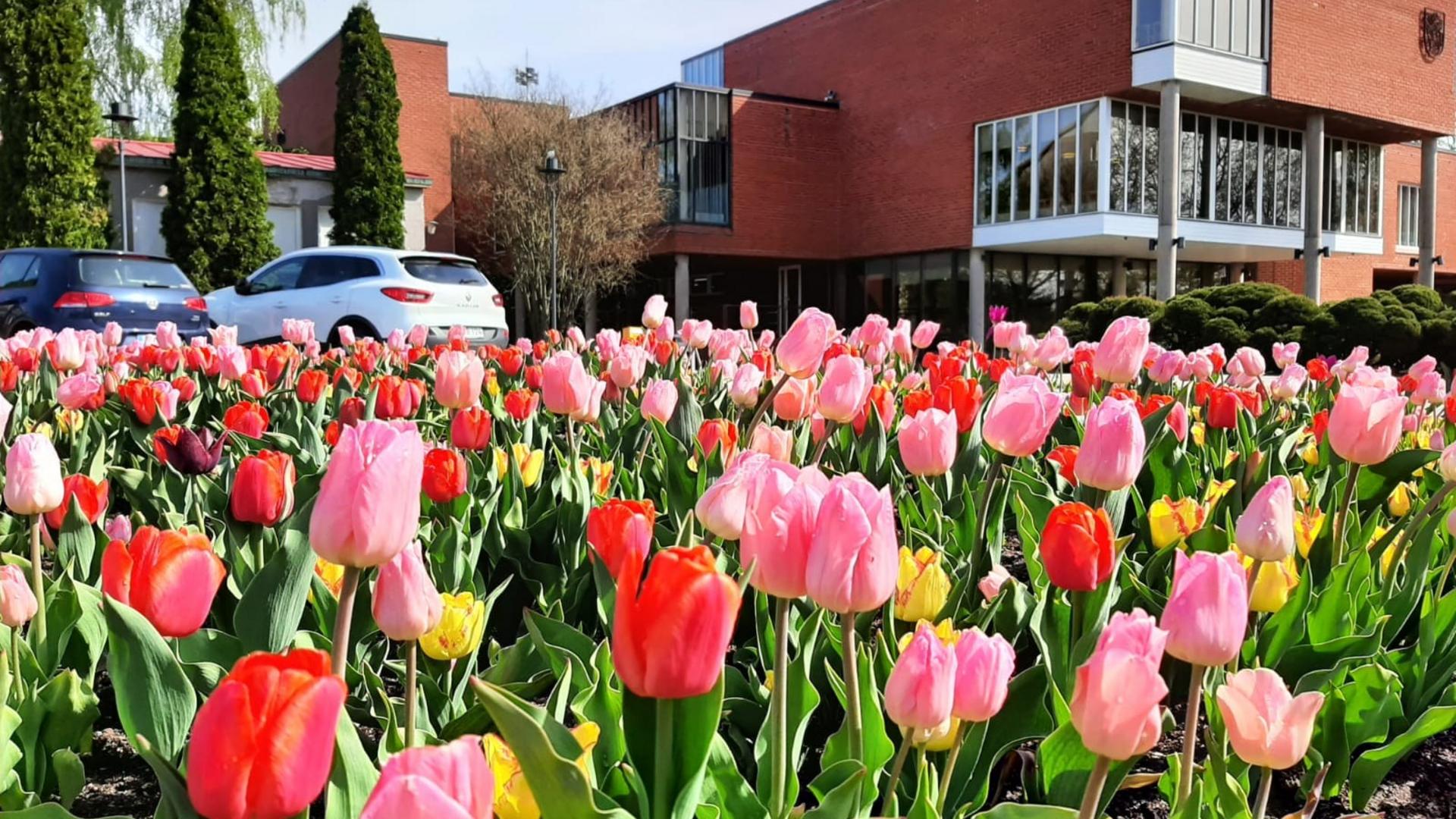 Värikkäitä tulppaaneita kaupungintalon edustalla. 