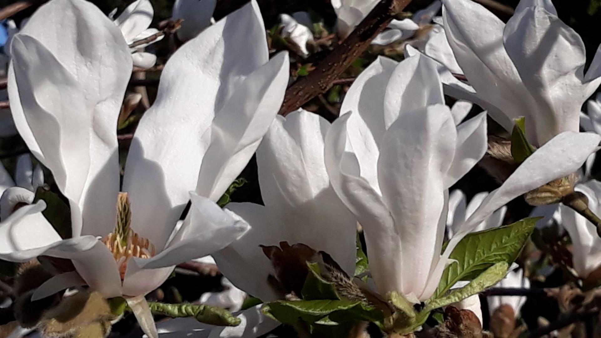 Japaaninmagnolian kukkia.