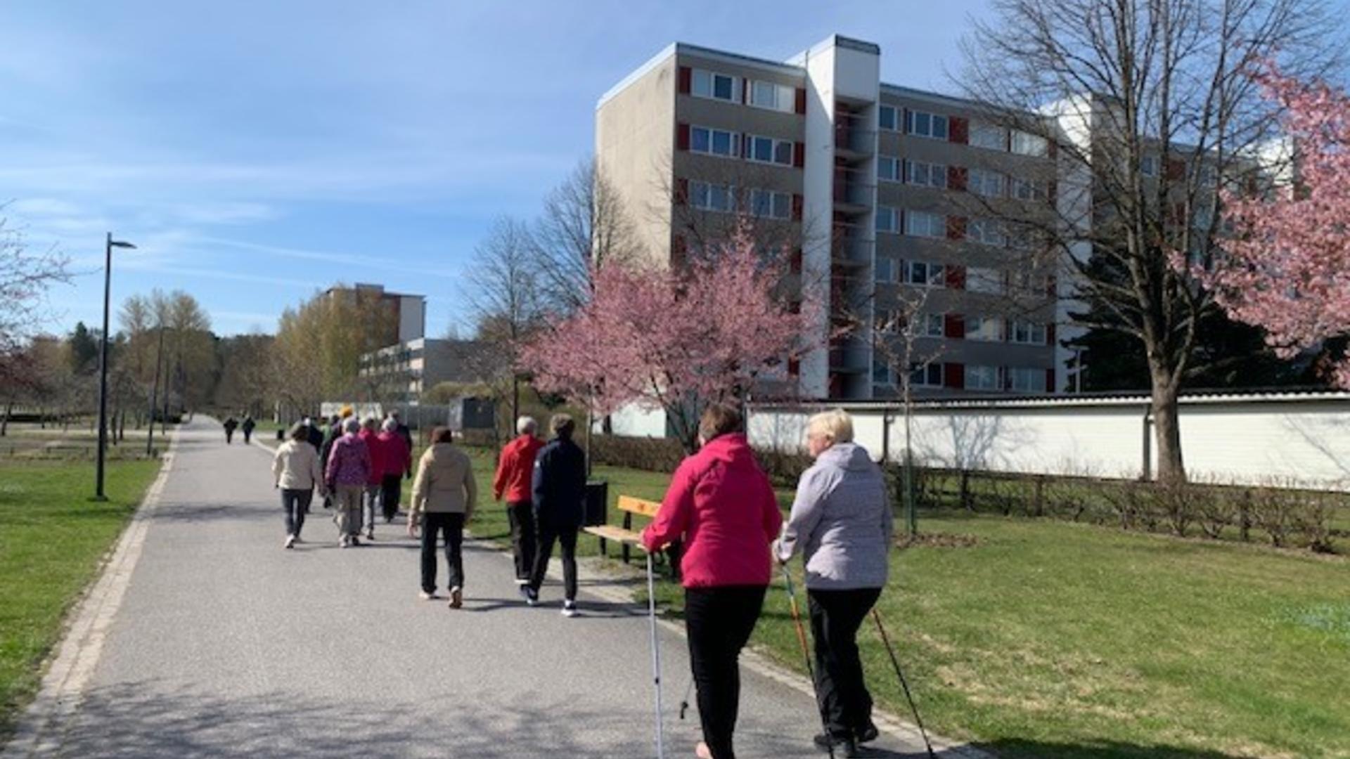 Joukko ikäihmisiä kävelemässä kevätmaisemassa kirsikkapuiden ohitse.