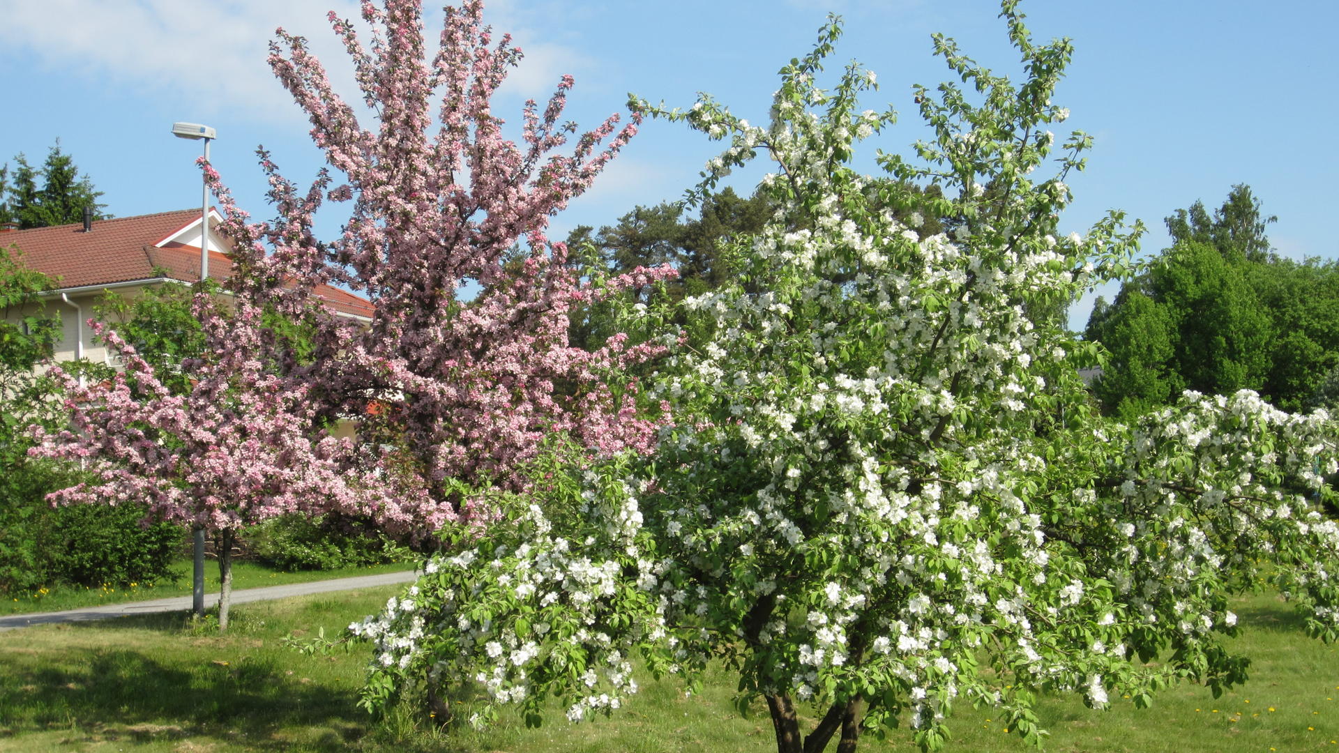 Omenapuut kukkivat Siirinpuistossa.