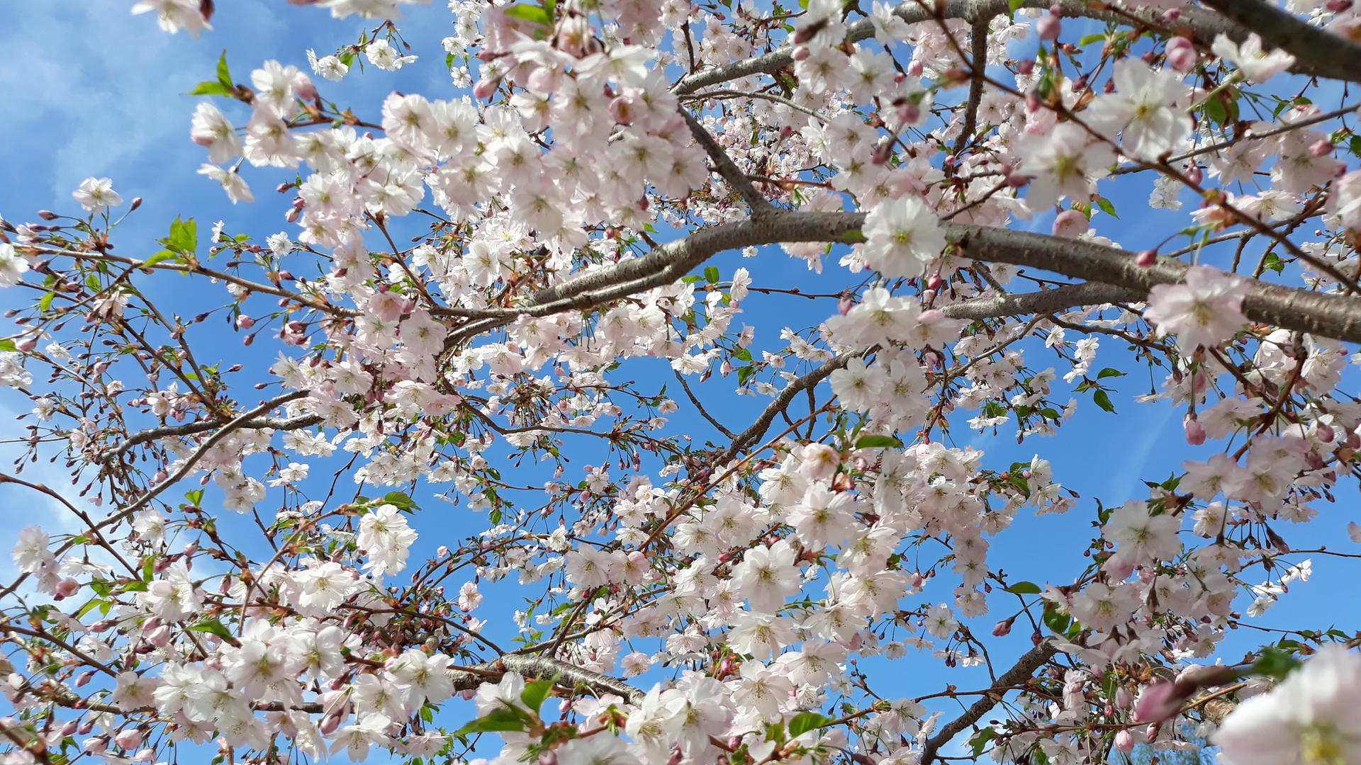 Prunus Accolade -kirsikka kukkii Raisiossa.