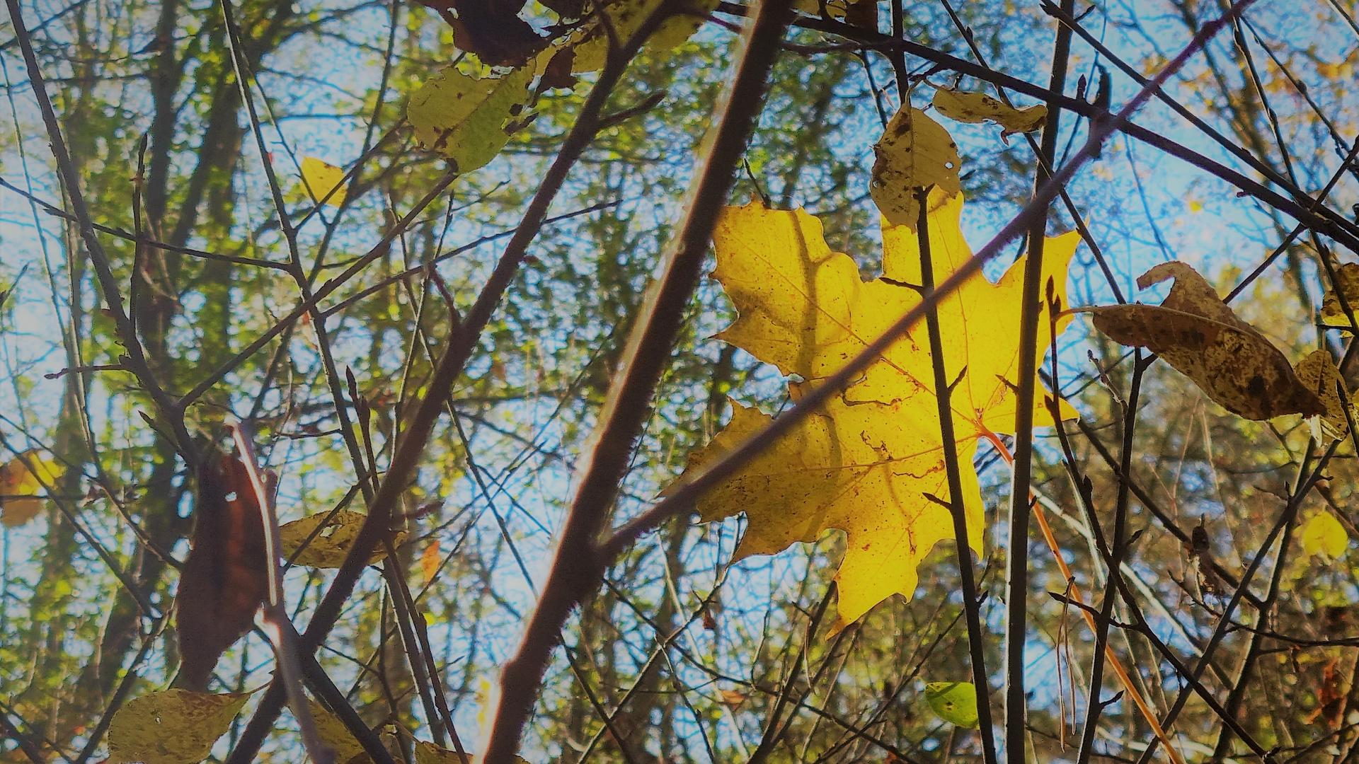 Keltainen vaahteran lehti metsässä.