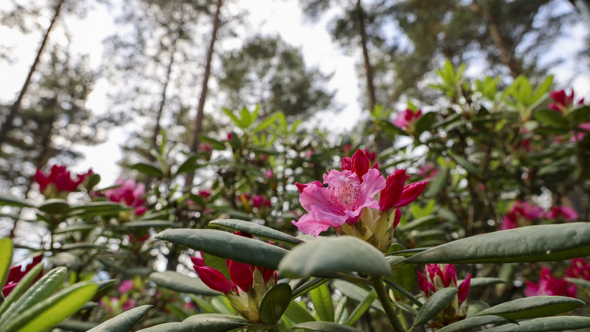 Alppiruusupuistossa kukkii. 