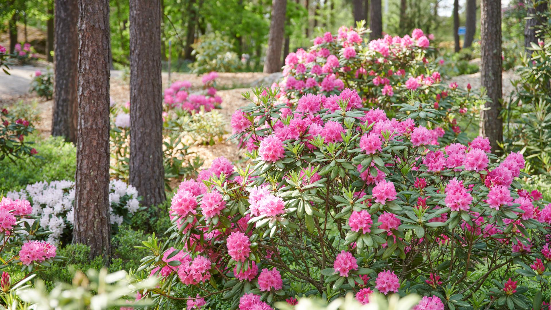 Alppiruusuja puistossa